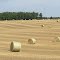 New hay rolls (Marshall, MI)