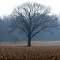 A tree standing on the foggy field (Albion, MI)