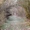 Really straight trail in Whitehouse Nature Center