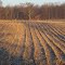 Corn field in morning