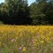 Wild sunflowers (Helianthus angustifolius)