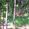 Whitetail deer