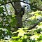 Pileated woodpecker