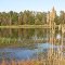 Pond at Trim Cane Creek WMA