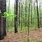 Spring forest - no pollen