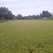 Water hyacinth covering a small pond