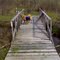 FLT M20 20.2 mi - Trout Creek Bridge, 3 6x6x24' stringers, 1x6x5' deck boards, no sills, 5' to drainage