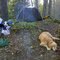 FLT M21 2.9 mi - Hilltop Pond Bivouac, room for 1 tent on knoll on NW side of pond