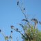 Red-headed vultures