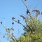 Red-headed vultures