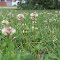 Weeds of Summer