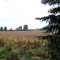 formerly soybean field