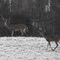 Big buck Little Buck ( lost one horn already)
