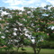 pretty tree close to my house.