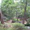 Mercer Arboretum