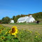 Sunflower crop in Shelburne, VT