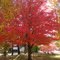 Fall Color Burlington, Vermont