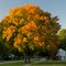 Tampico Trees in Fall