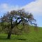 Heritage Oak, Marin County, California