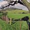 Petaluma Rolling Hills