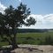 Lone Tree at Castlewood Canyon