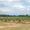 Young Citrus Grove