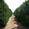 Rows upon Rows of Sweet Golden Goodness