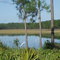 GRASSY PRAIRIE OCALA NATIONAL FOREST 579 & 569