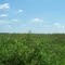 Emeralda Marsh