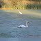 White Crane and Swan in Hewen's Creek Park, Ypsilanti Township, Michigan