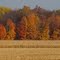 Indiana Fall