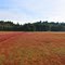 Cranberry fields!
