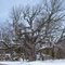 Historic Tree