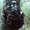 Griffith Nasty Tree