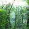 Forest in Southern Illinois