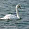 Floating Swan