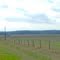 Cattle Grazing on Old Mineola Highway (CR-431)
