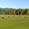 Hay Field near Lafayette VA