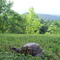 Salem VA turtle mountain