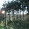 sunset in the pines