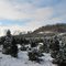Pleasant Valley Tree Farm