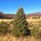 Pleasant Valley Christmas Tree Farm