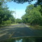 Walnut Trees All Around