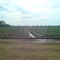 Tomato Plants In Linden