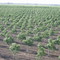 Orchard eat of Stockton California