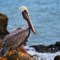Pelecanus occidentalis