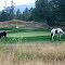 Ospray Meadows Golf Gallery