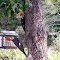 Pileated Mom Educating Her Young Male