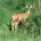 Doe and her fawn