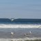 LAS SEA GULLS,.......and I in Blue...into foam, galloping; my name is...SEA